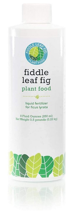 fiddle leaf fig